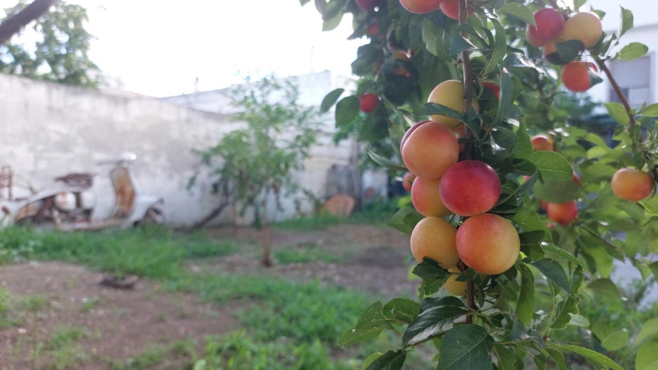 Jonia Appartamento Vacanze Vicino Al Mare Con Giardino プルサーノ エクステリア 写真